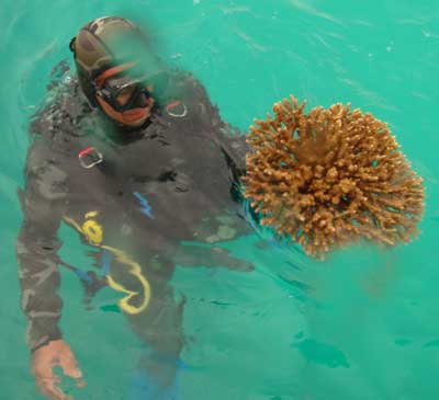 انتقال مرجان ها در جزیره کیش